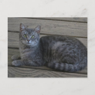 Carte Postale Repose de la chatte gris