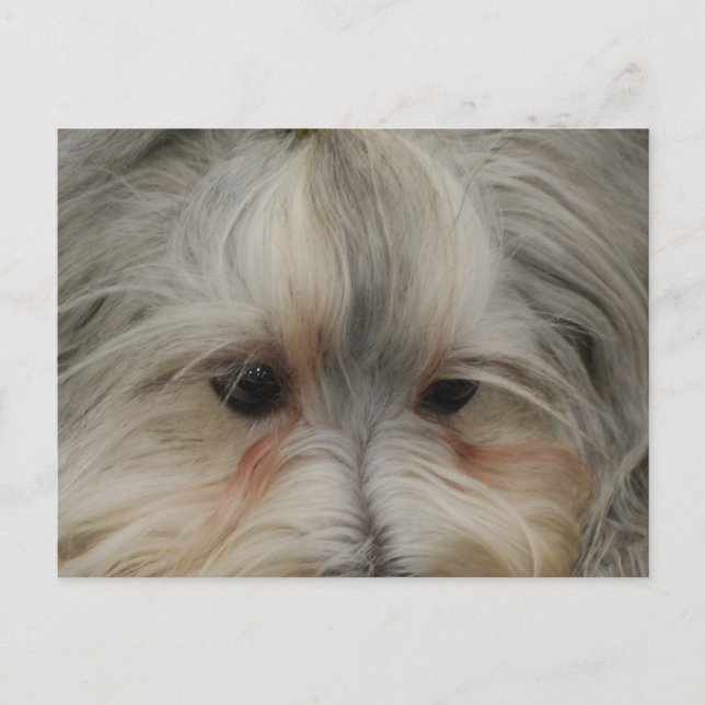 Carte Postale Repose du chien havanais (Devant)