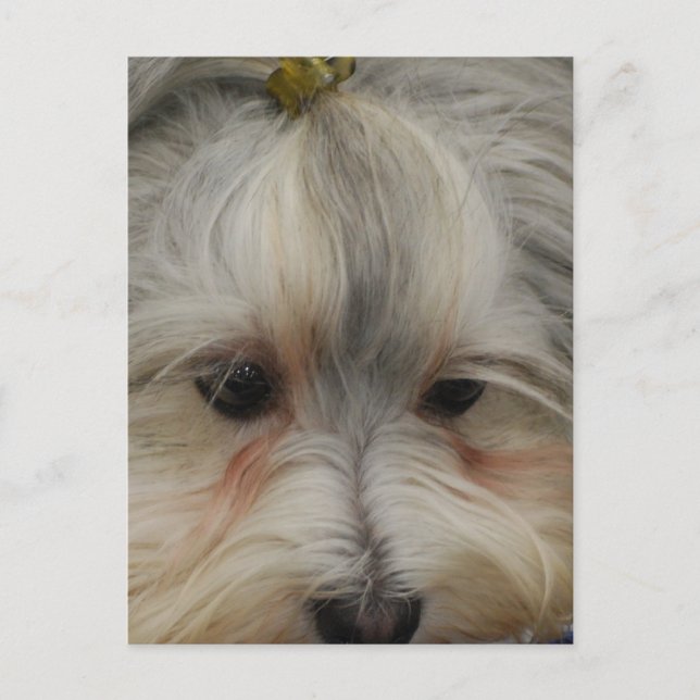 Carte Postale Repose du chien havanais (Devant)