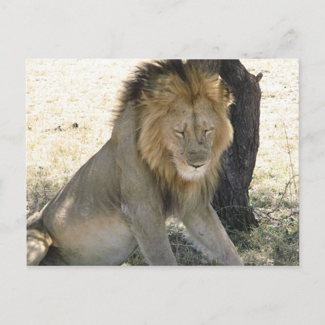 Carte Postale Repose du lion (Devant)