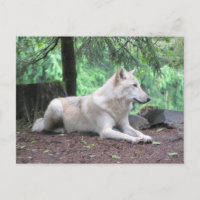 Repose du loup blanc