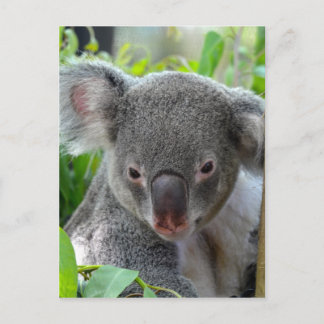 Carte Postale Repose, Happy Koala