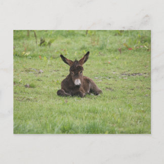 Carte Postale Repose sur l'herbe