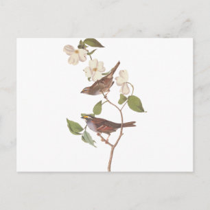 Carte Postale Reproduction d'Audubon de Bruant Throsé Blanc