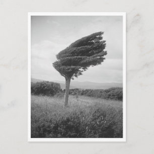 Carte Postale Reproduction photo de l'arbre Totara de 1920 à Lon
