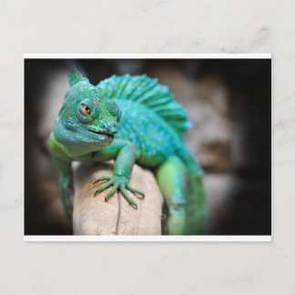 Carte Postale reptile