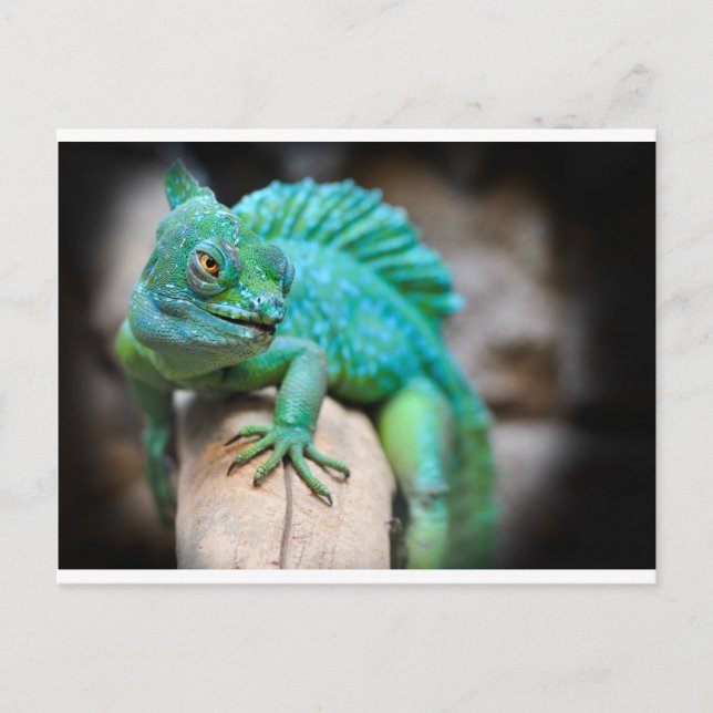 Carte Postale reptile (Devant)