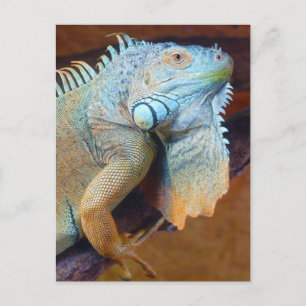 Carte Postale Reptile d'Iguana