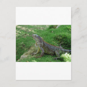 Carte Postale Reptilian Look.JPG