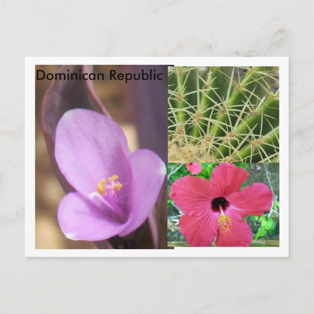 Carte Postale République dominicaine (Devant)