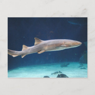 Carte postale requin