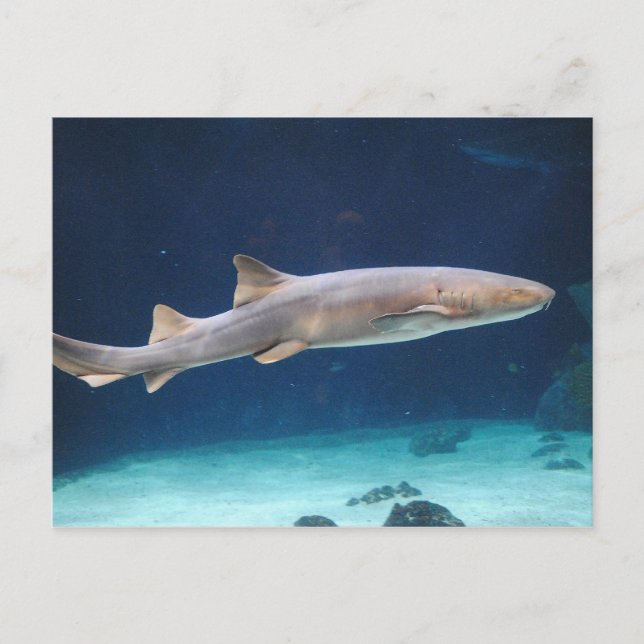 Carte postale requin (Devant)