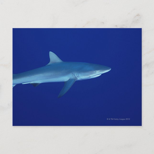 Carte Postale Requin (Devant)