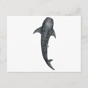 Carte Postale Requin baleine