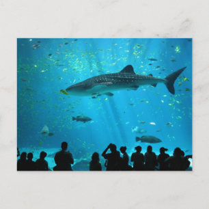 Carte Postale Requin baleine mâle à l'Aquarium de Géorgie