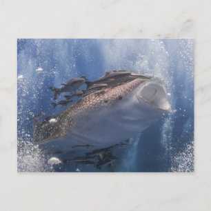 Carte Postale Requin baleine nageant sous l'eau