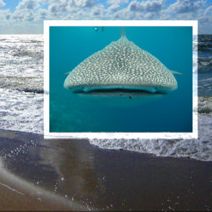 Carte Postale Requin baleine, Vue frontale, Visage