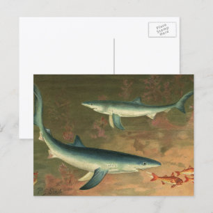 Carte Postale Requin bleu vintage mangeant du poisson, Marine Li