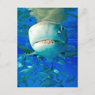 Carte Postale Requin citron