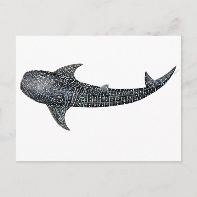 Carte Postale Requin de baleine (Devant)