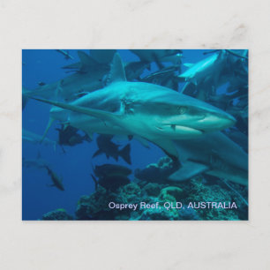 Carte Postale Requin de récif Grande barrière récif corail mer