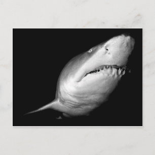 Carte Postale Requin de Sable Tigre