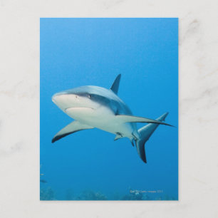 Carte Postale Requin des Caraïbes (Carcharhinus perezi)
