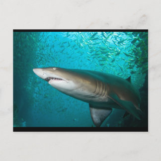 Carte Postale Requin gris