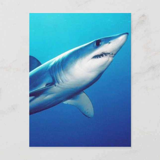Carte Postale Requin Mako Rivard (Devant)
