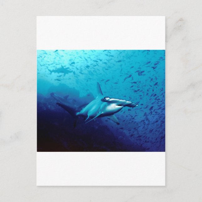 Carte Postale requin marteau (Devant)
