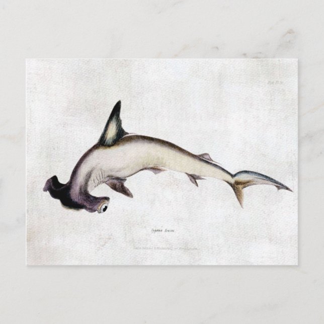 Carte Postale Requin marteau (Devant)