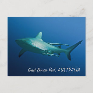 Carte postale Requin récif