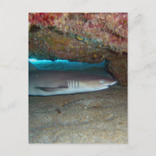 Carte Postale Requin récif blanc 2