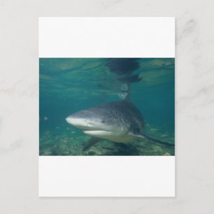 Carte Postale requin taureau