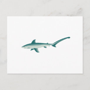 Carte Postale Requin thresher