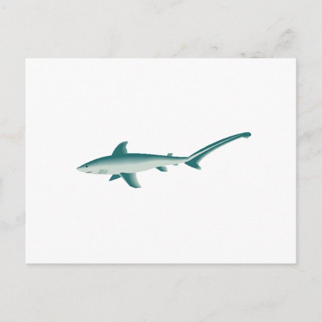 Carte Postale Requin thresher (Devant)