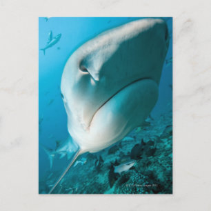 Carte Postale Requin tigre (Galeocerdo cuvier) Alimentation du r