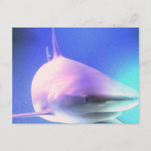 Carte postale Requin tueur