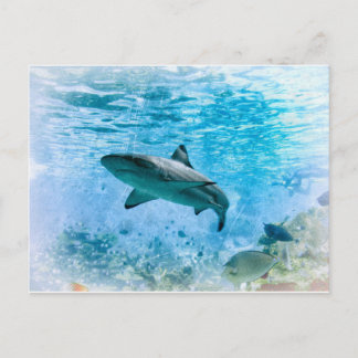 Carte postale requin vintage