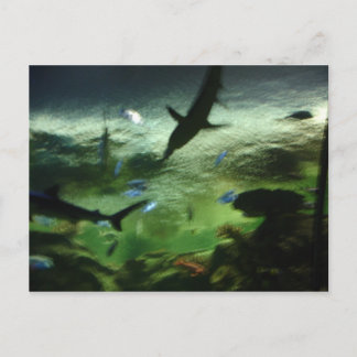 Carte Postale Requins