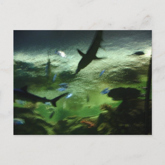 Carte Postale Requins (Devant)