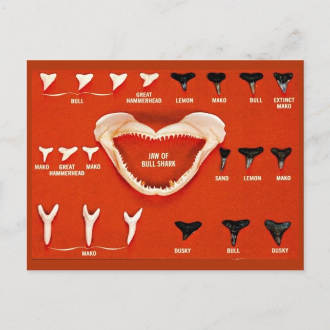 Carte Postale Requins de Floride (Devant)