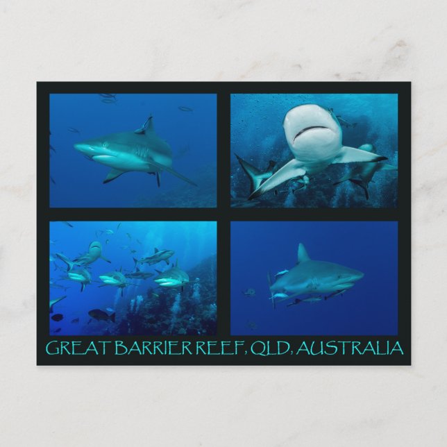 Carte Postale Requins récifs de la mer de corail (Devant)