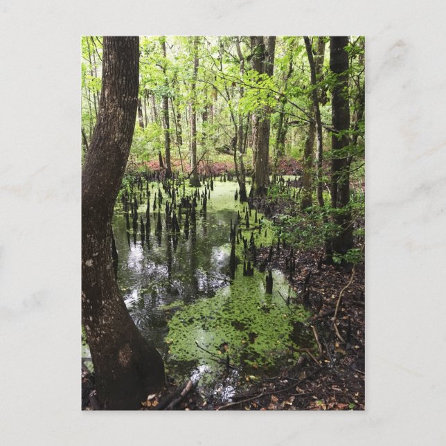 Carte Postale réserve côtière de santee (Devant)