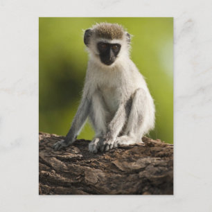 Carte Postale Réserve de gibier de Samburu, Kenya, Vervet Monkey