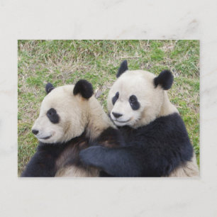 Carte Postale Réserve de Wolong, Chine, Panda géant embrassant