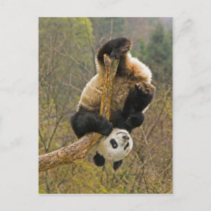 Carte Postale Réserve de Wolong Panda, Chine, 2 ans et demi