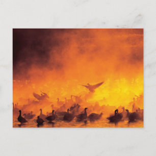 Carte Postale Réserve nationale de faune Bosque del Apache, NM