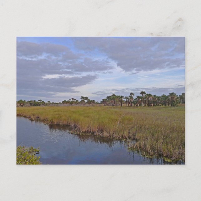 Carte Postale Réserve nationale de faune de Merritt Island Flori (Devant)