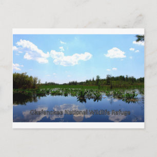 Carte Postale Réserve nationale de faune Okefenokee
